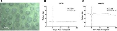 Targeted mapping and utilization of the perihepatic surface for therapeutic beta cell replacement and retrieval in diabetic non-human primates